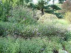 157 Longwood Gardens [2008 August 23]